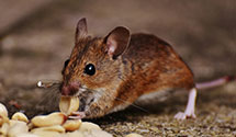 24 Hour & Emergency Exterminators in Quincy, PA